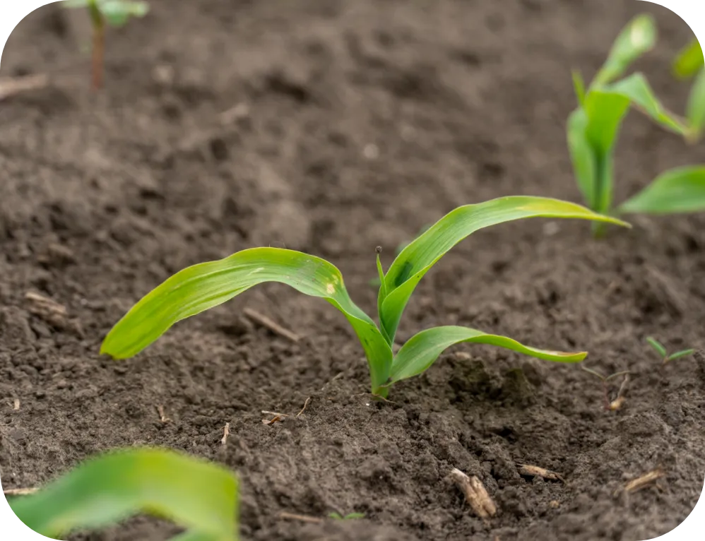 RENURE Fertilisers & Ireland's Nitrates Derogation Explained