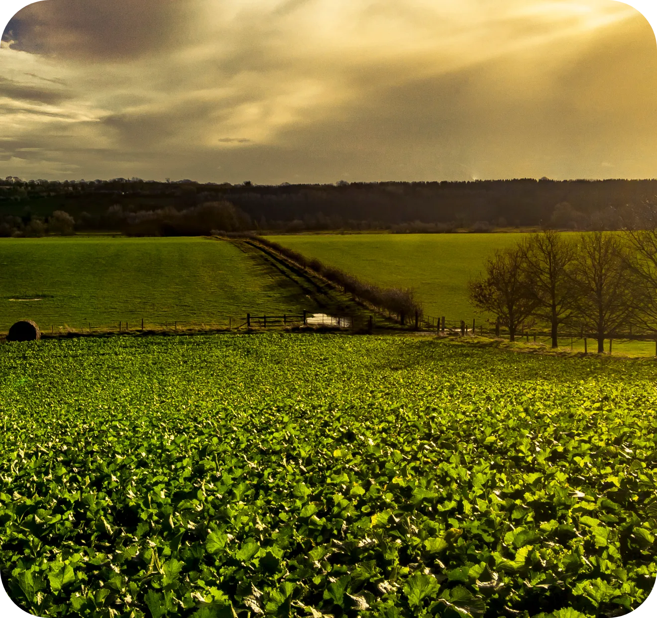 Produce Valuable Bio-soil Improvers From Slurry and Digestate